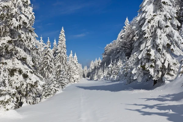 Bosque con pinos en invierno — Foto de Stock