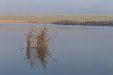 Reed yansıma