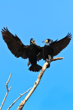 Karabatak (phalacrocorax carbo )