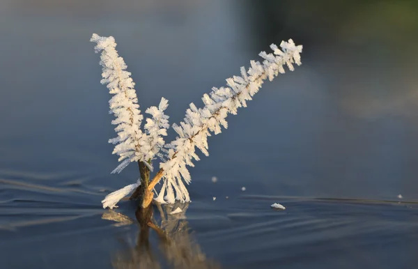 Квітка льоду — стокове фото