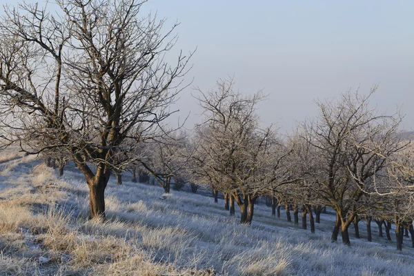 Зимой роща деревьев — стоковое фото