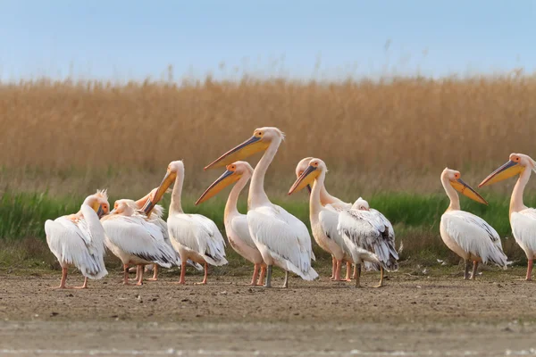 Pelicanos no delta do Danúbio — Fotografia de Stock