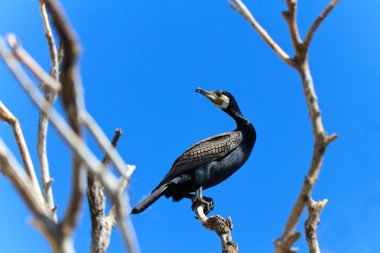 Karabatak (phalacrocorax carbo )