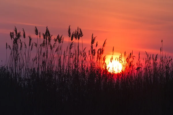 Wschód słońca wśród trzcin — Zdjęcie stockowe