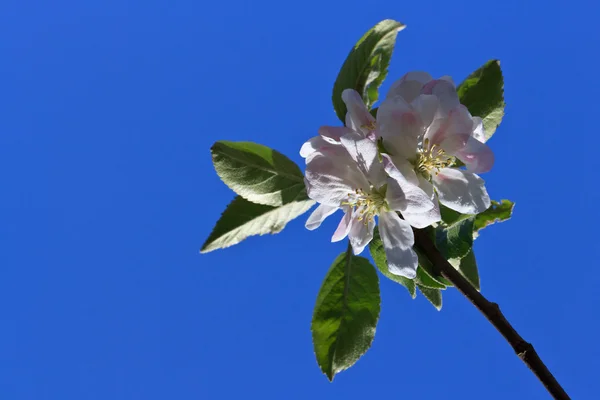 Virágszálnak Apple — Stock Fotó