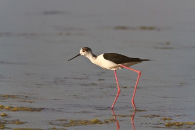 Black winged stilt clipart