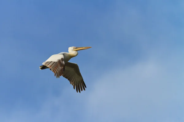 Pelicano dálmata (Pelecanus crispus) — Fotografia de Stock