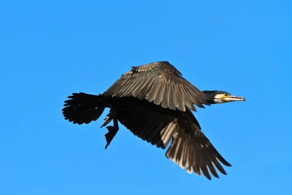 Cormorant (phalacrocorax carbo ) — Stock Photo, Image