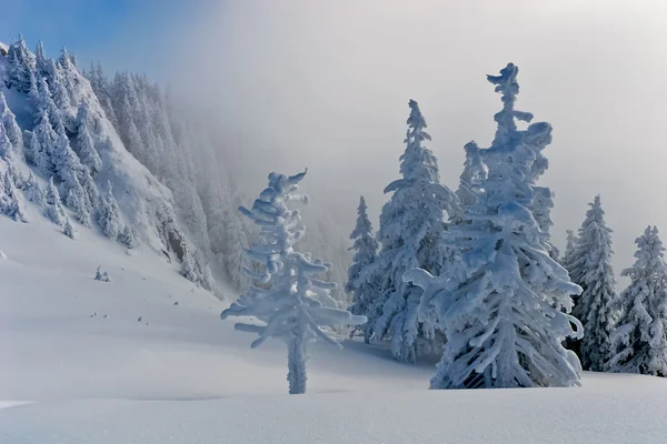 Pinos con nieve — Foto de Stock