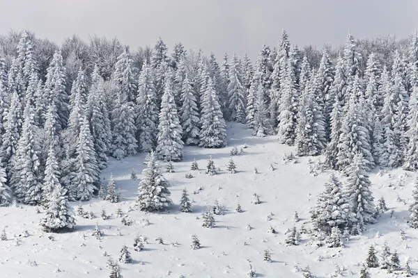 冬季松树林 — 图库照片