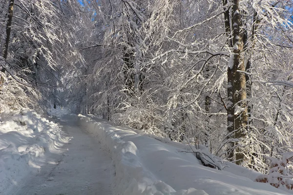 在冬天的乡村路 — 图库照片