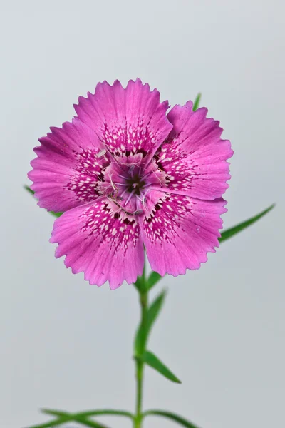 stock image Piatra Craiului Pink (Dianthus callizonus)