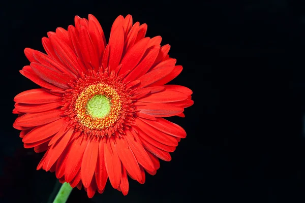 Red gerbera daisy — Stok Foto