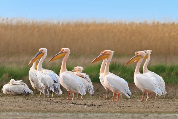 Pelikanen in de Donaudelta — Stockfoto
