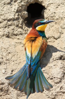 Avrupa arı yiyici (Merops apiaster))