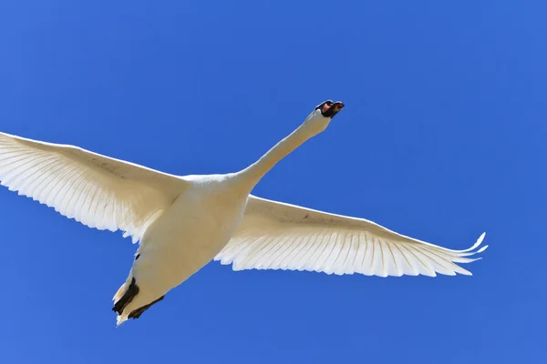 Cisne Branco — Fotografia de Stock