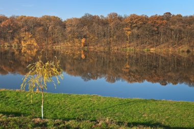 bir göl kenarında orman