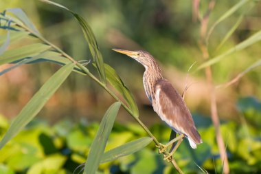 Alaca balıkçıl (Ardeola ralloides)