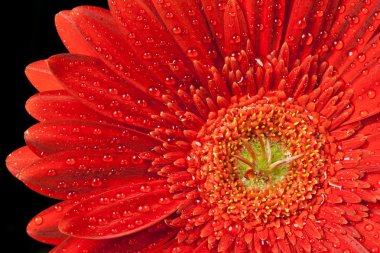 Kırmızı gerbera papatya