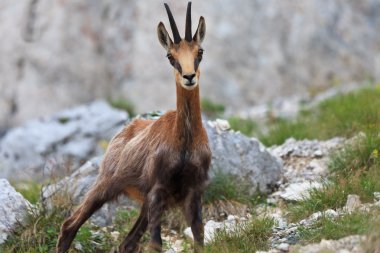 Chamois (Rupicapra Carpatica)