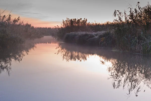 Reed reflexão sobre o lago — Fotografia de Stock