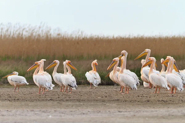 Pelicans in the Danube Delta — Stock Photo, Image