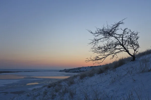 Karlı bir alan üzerinde ağaç — Stok fotoğraf