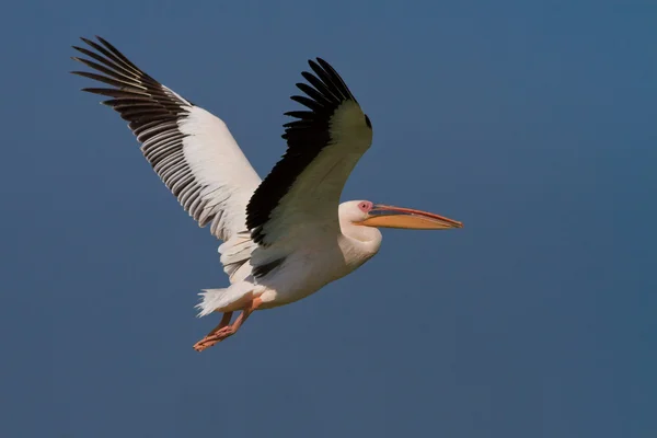 Pelican under flygning — Stockfoto