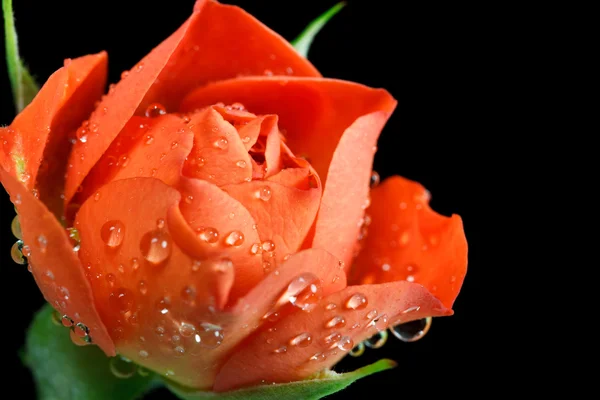 Piros rózsa Vértes — Stock Fotó