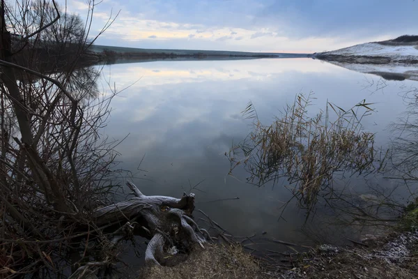 Albero secco sul lago — Foto Stock