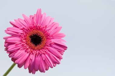 pembe gerbera papatya