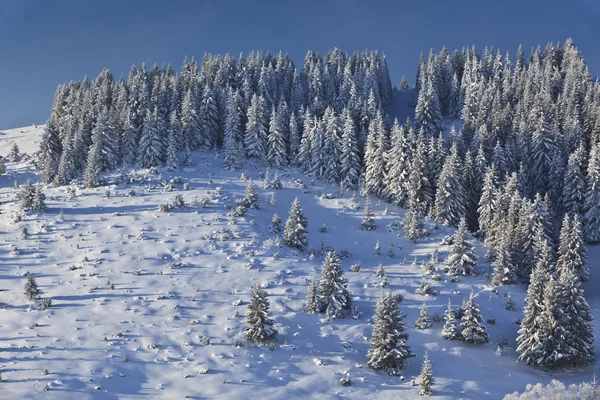 Skog med tallar på vintern — Stockfoto