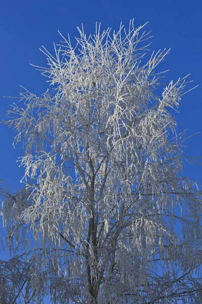 Zimní strom — Stock fotografie