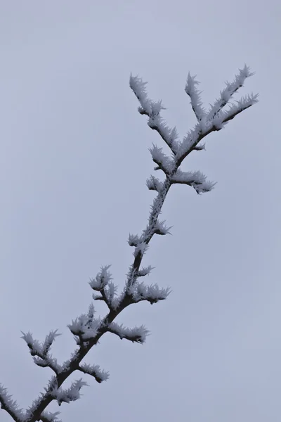 Tree branch in winter — Stock Photo, Image