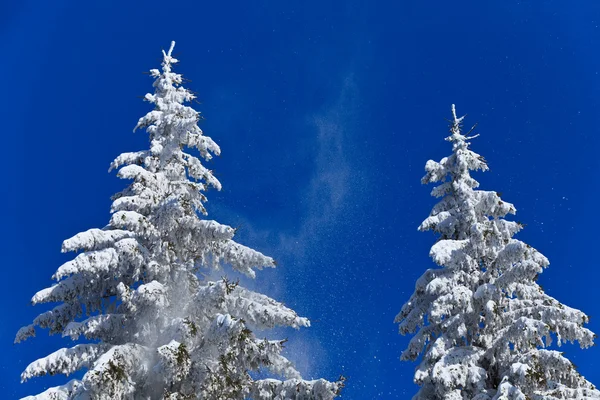 Nadeln mit Schnee — Stockfoto