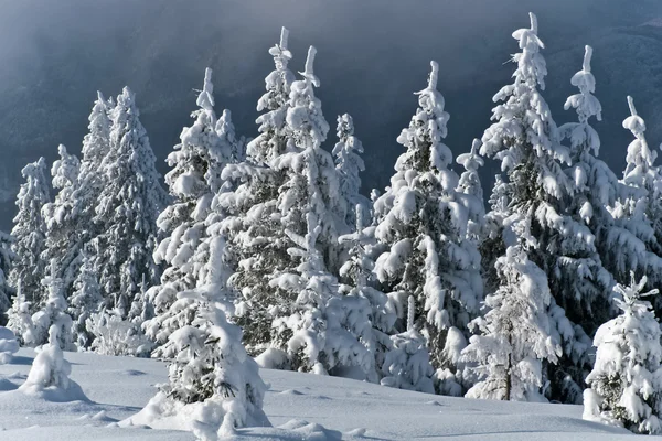 Pine forest in winter Stock Image