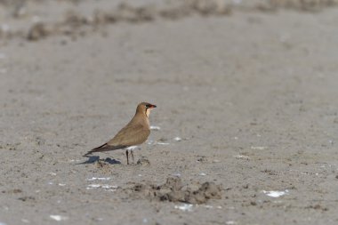 yakalı pratincole