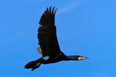 Karabatak (phalacrocorax carbo )