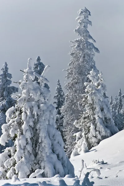 Kiefernwald im Winter — Stockfoto