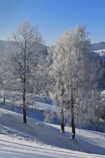 Drzewa na snowy pole — Zdjęcie stockowe