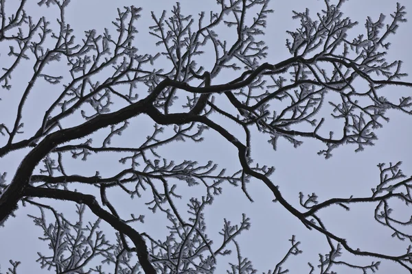 Kışın ağaç dalları — Stok fotoğraf