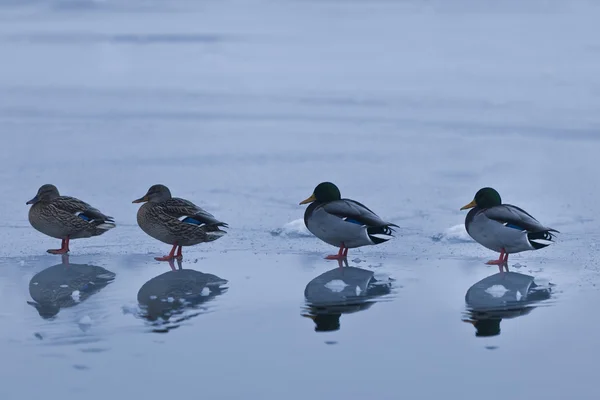 Ducks on ice — Stock Photo, Image
