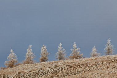 çam ormanı