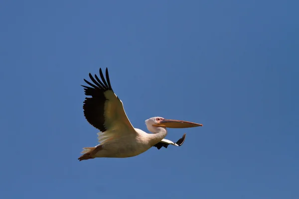 Vit pelikan under flygning — Stockfoto