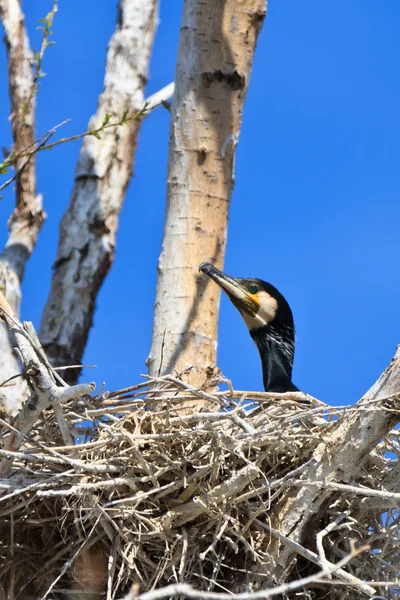 Aalscholver (phalacrocorax carbo) op nest — Stockfoto