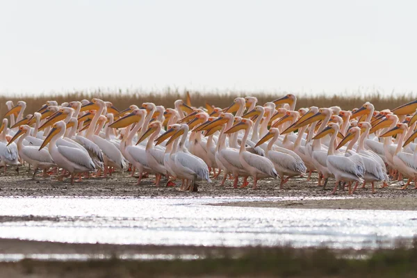 Beyaz pelikan — Stok fotoğraf
