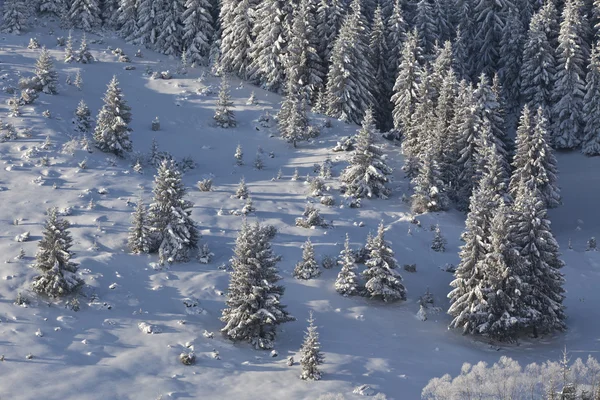 Les s borovicemi v zimě — Stock fotografie