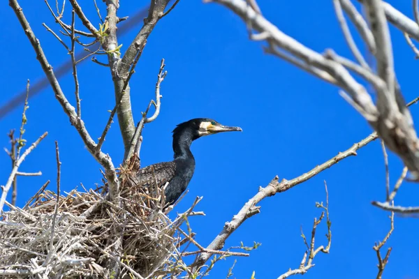 Kormorán (phalacrocorax carbo) na hnízdě — Stock fotografie