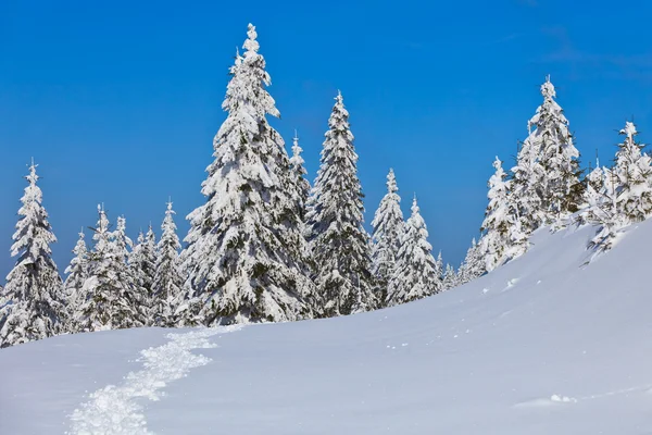 Foresta con pini in inverno — Foto Stock