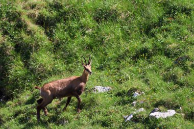 Chamois (Rupicapra Carpatica)